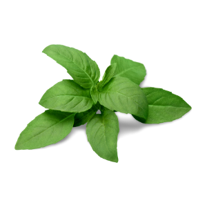 Mangericão pac20gr