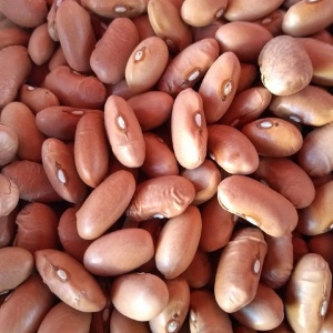 Feijão Manteiga pac500gr