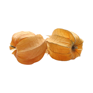 Phisalis pac125gr